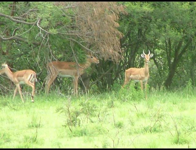 2,000HA FARM FOR SALE IN ESTCOURT RURAL